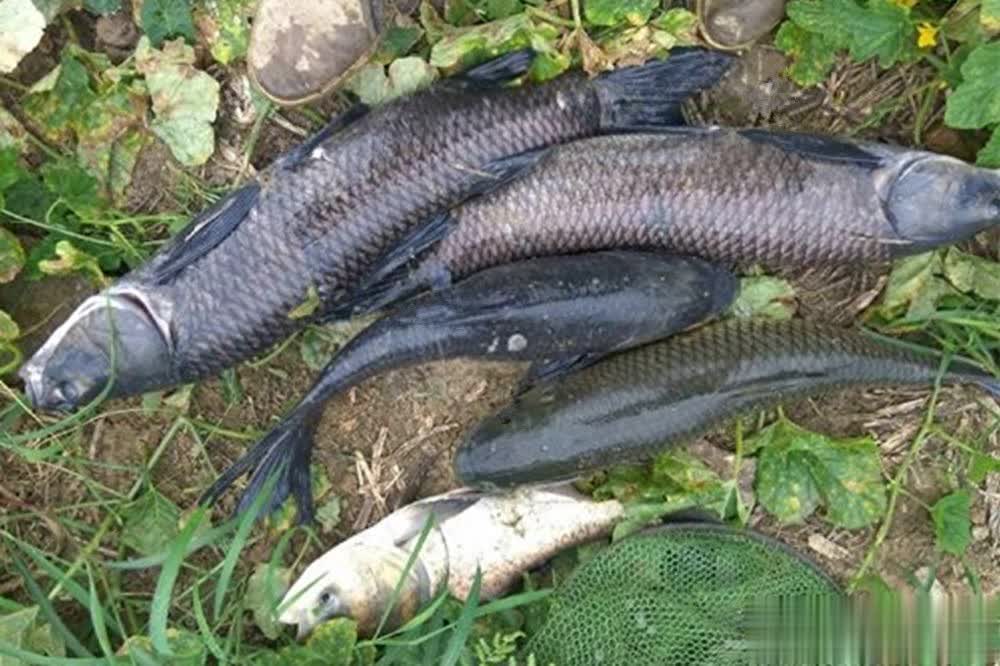 涨水可以钓 涨水可以钓